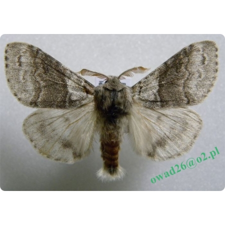 Calliteara pudibunda (Linnaeus, 1758) male